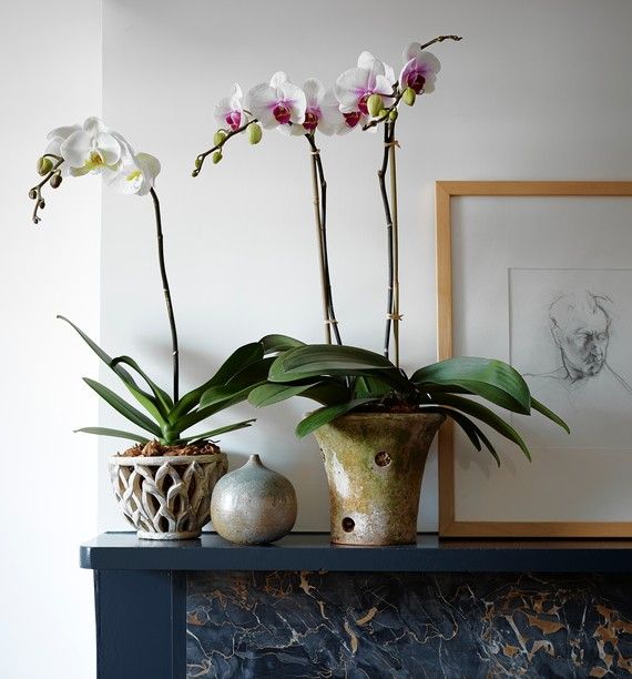 Best Pots for Orchids- Top 5 picks in 2025 Best Pots for Orchids